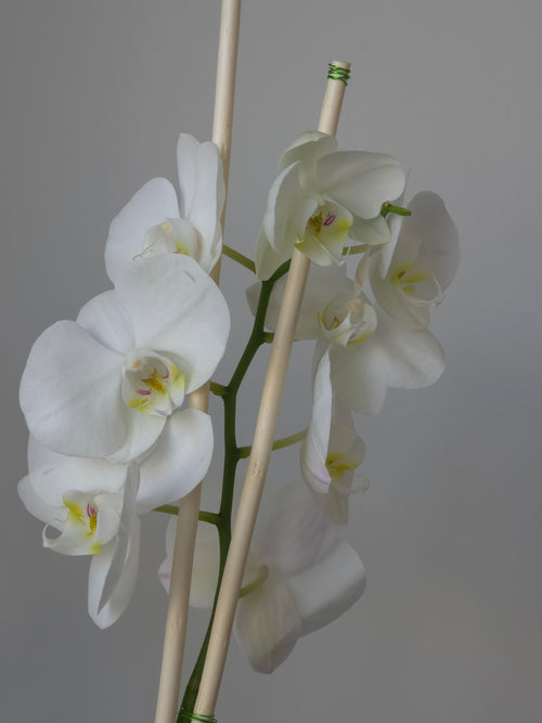 ORCHIDEE PHALAENOPSIS BLANCHE 2 TIGES