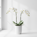 Orchidée phalaenopsis blanche 2 tiges avec cache-pot blanc