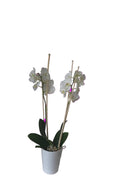ORCHIDEE PHALAENOPSIS BLANCHE 2 TIGES