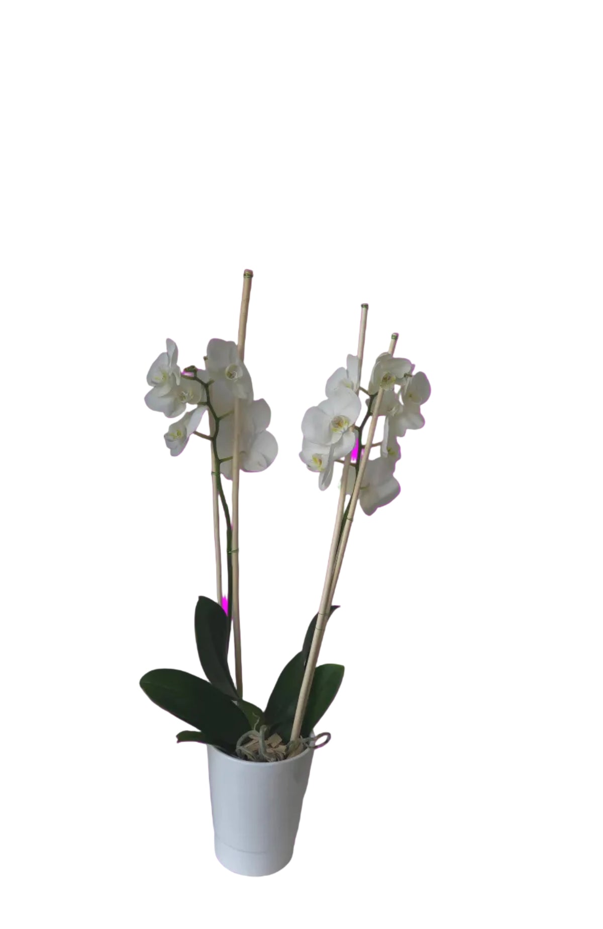ORCHIDEE PHALAENOPSIS BLANCHE 2 TIGES